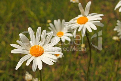 Wild daisies