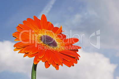 gerbera im himmel