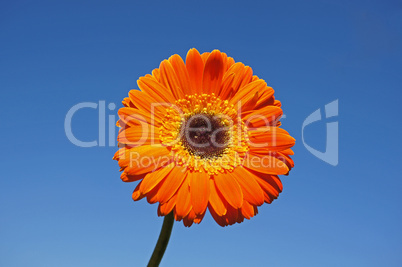 gerbera im himmel