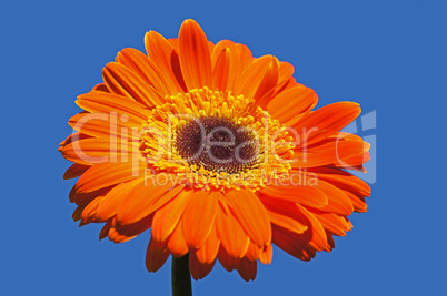 gerbera