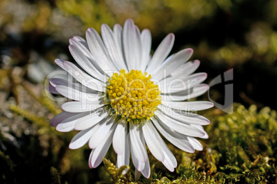 gänseblümchen