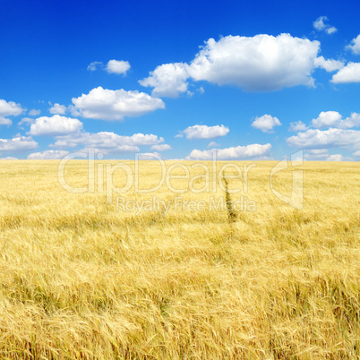 Wheat field.