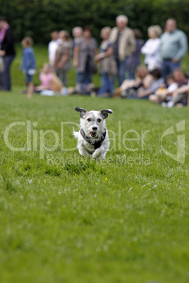 Rennender Hund beim Hundesport