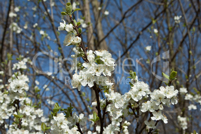 Weiße Kirschblüte