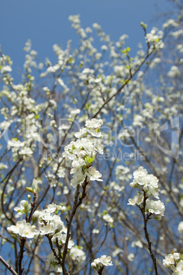 Kirschbaum in Blüte