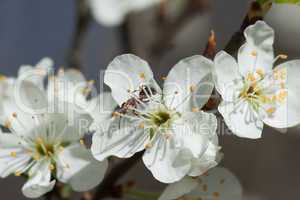 Kirschblütenmakro