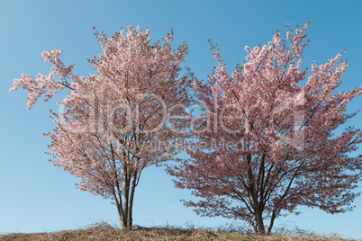 Zwei Kirschbäume