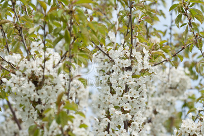 Kirschblüten weiß