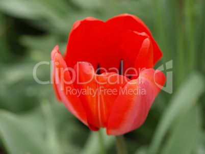 Tulip picture