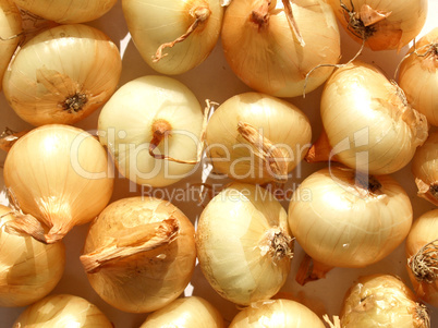 Onions picture