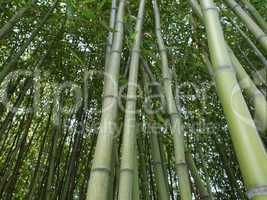 Bamboo picture