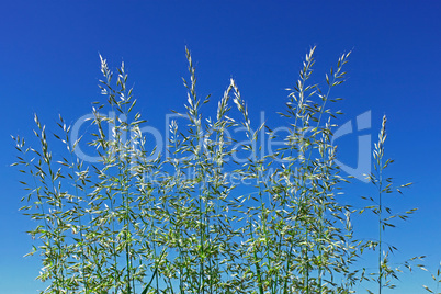 Flowering cereal grass