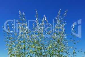 Flowering cereal grass