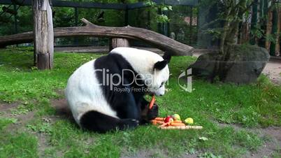 Panda In Captivity 2