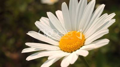 Daisy 4