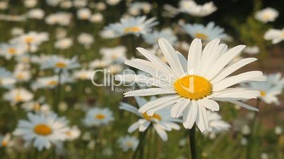 Daisy 5