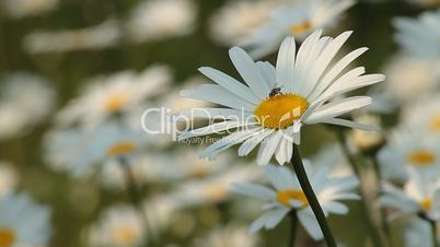 Daisy 7