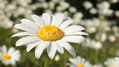 Daisy 13