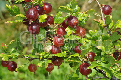 Stachelbeeren