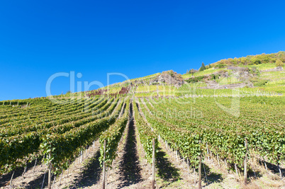 Weinberge