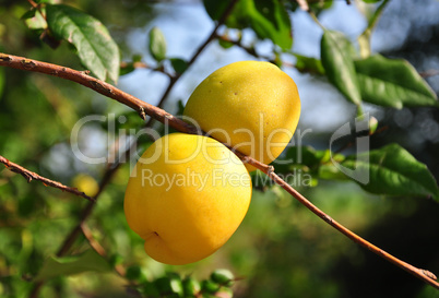 Früchte der Scheinquitte (Chaenomeles speciosa)