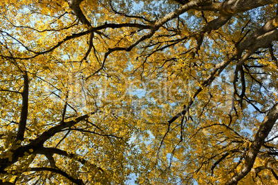 autumn leaf