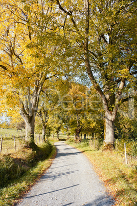 autumn scenery