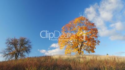 Autumnal trees