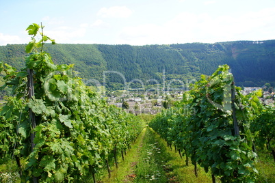 Weinberg in Traben-Trarbach