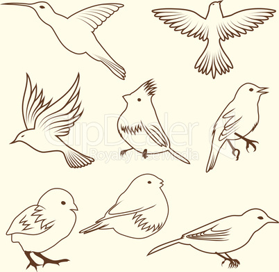 Set of differnet sketch bird