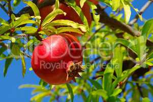 Granatapfel - pomegranate 23