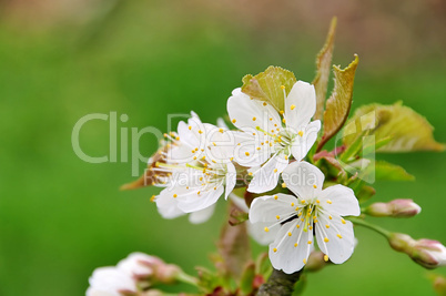 Kirschblüte - cherry blossom 42