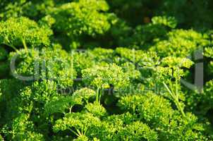 parsley petrosileum crispum