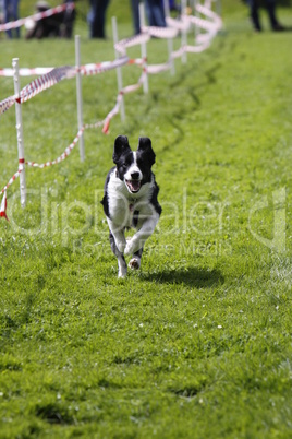Rennender Hund beim Hundesport