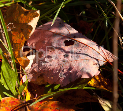 Macro image of fall leave with droplet