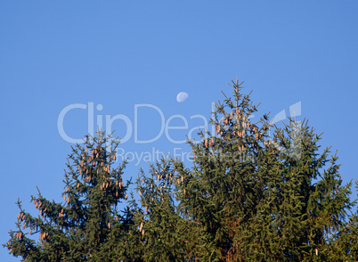 Pine cones with moon in blue sky