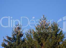 Pine cones with moon in blue sky