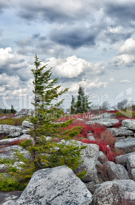 Windswept pine tree in rocky landscape