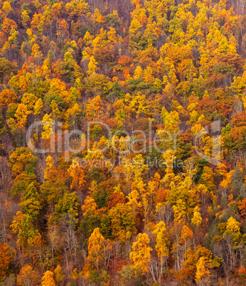 Colorful fall foliage on hillside