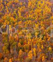 Colorful fall foliage on hillside