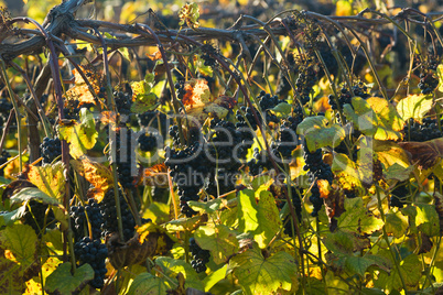 Vineyard row in late October