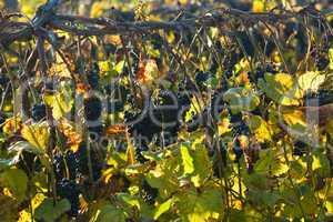 Vineyard row in late October