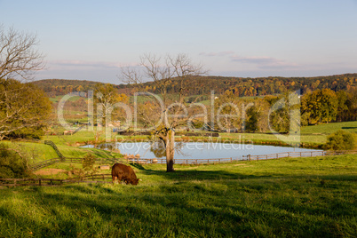 Bull grazes in meadow by lake in fall