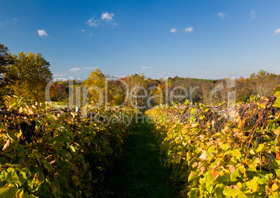 Vineyard row leads to fall trees