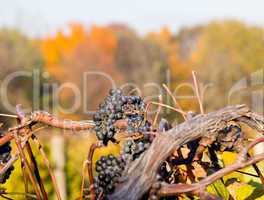 Vineyard row leads to fall trees