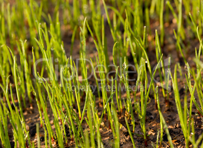 Newly planted grass seeds start to grow