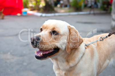 Retriever dog