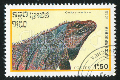 iguana