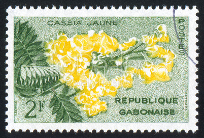 Yellow cassia