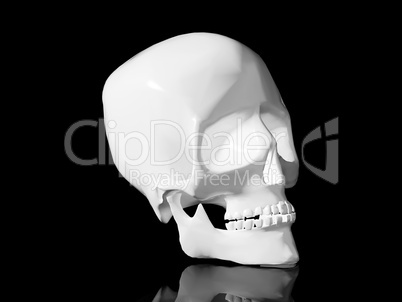 Human skull